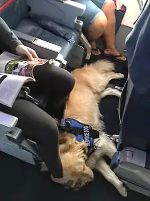 Chien d’assistance en avion