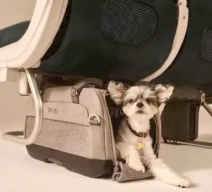 Chien sous le siège dans l’avion