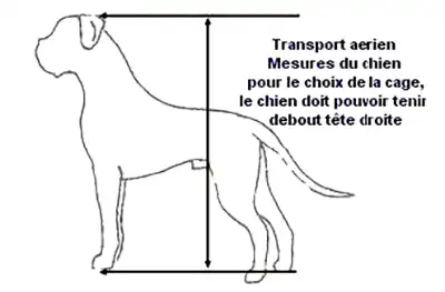 Comment mesurer un chien