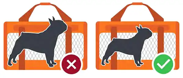 Chien dans son sac de transport